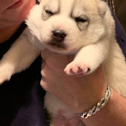 Siberian Husky Puppies from Collusion Siberian’s