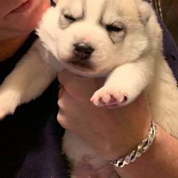 Siberian Husky Puppies from Collusion Siberian’s