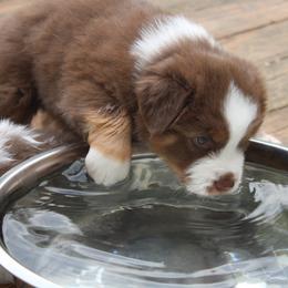 Australian Shepherd Puppies from Starlit Grove Australian Shepherds