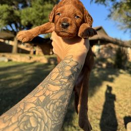 Blitzen- Teal Collar - Red  male Goldendoodle puppy in Burleson, Texas from Kendall’s Kennel
