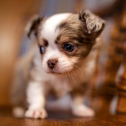 Chihuahua Puppies from Arizona Adventure Chihuahuas