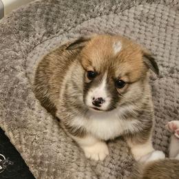 Gravy - White and red male Pembroke Welsh Corgi puppy in Williams, California from Half Hitch Corgis
