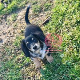 Stella - Dapple female Dachshund puppy in Hornbeck, Louisiana from A&Z Mini Dachshunds