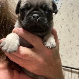 Boy 2 - Fawn male Pug puppy in Olin, North Carolina from Piggy Pugs