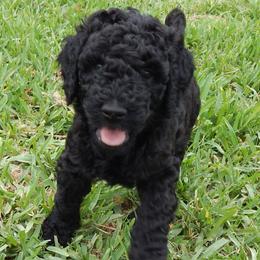 Poodles from Peter Rataj