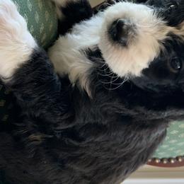 Bernedoodles from Whispering Oaks Bernedoodles