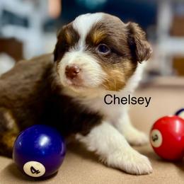 CHELSEY - Red tri-color female Australian Shepherd puppy in Sheridan, Arkansas from Runnin’ Wild Ranch Aussies