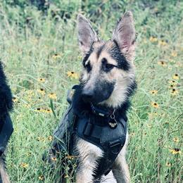German Shepherds from The Zeus N Luna 2 Pay it Forward Foundation