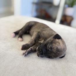 Tiger - Blue brindle male Whippet puppy in Fort Myers, Florida from Rainbow Whippets