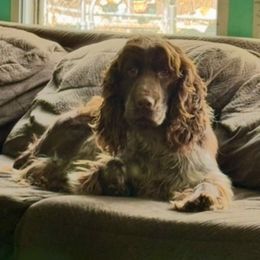 Remi - Liver white and roan female English Springer Spaniel puppy in Henry, Virginia from Two Hills Springers