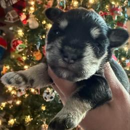 Girl 1 - Black and silver female Miniature Schnauzer puppy in Avondale, Arizona from Campos Schnauzers