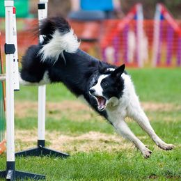 Border Collies from Quamash BCs