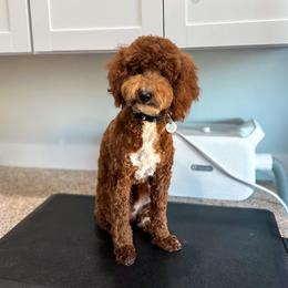 Rip - Poodle