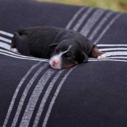 Bourbon - Tri-color male Bernedoodle puppy in Denham Springs, Louisiana from GimiPup Doodles