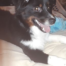 Dude - Miniature Australian Shepherd