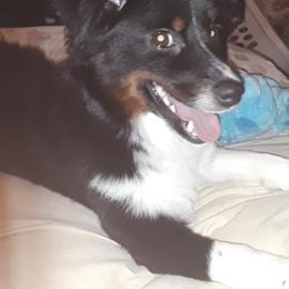 Dude - Miniature Australian Shepherd