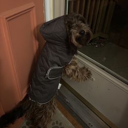 Cockapoos and Goldendoodles from Forest Creek Kennel