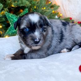 Pine - Blue merle male Miniature American Shepherd puppy in Idaho Falls, Idaho from Sugartop Minis