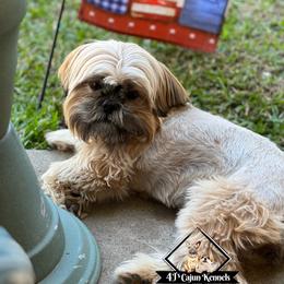 Rae - Shih Tzu