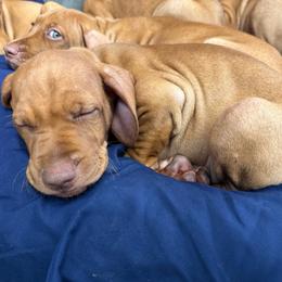 Pink- Willow - Red golden female Vizsla puppy in Brandon, South Dakota from Tallgrass Vizslas