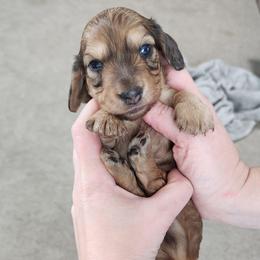 Bandit - Cream male Dachshund puppy in Cypress, Texas from Cypress Dachshunds