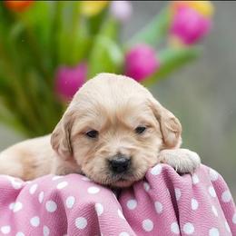 Violet - Golden female Golden Retriever puppy in Saint Joe, Indiana from Golden Acres Farm