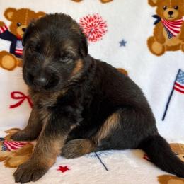 Nehi - Black and red female German Shepherd puppy in Coplay, Pennsylvania from By My Side Germans Shepherds & Dobermans