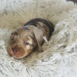 Chocolate Cream Dapple Boy 2 - Dapple male Dachshund puppy in Madison, Indiana from Jensen Dobermans and Dachshunds