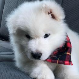 'Crafted By Moonlight' (Green boy) - White male Samoyed puppy in Bearcreek, Montana from Morning Star Samoyeds