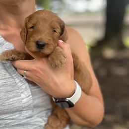 Edward - Red  male Goldendoodle puppy in Shippensburg, Pennsylvania from Diller Doodle Pups