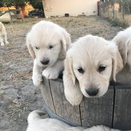 Golden Retriever Puppies from Stage Gulch Goldens