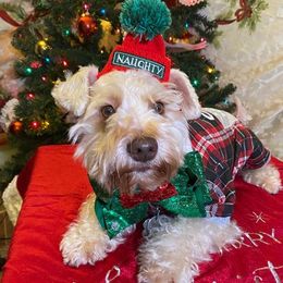 Dean - Miniature Schnauzer