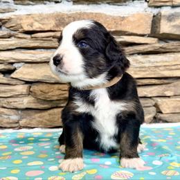 Sirius - Black tri-color male Australian Shepherd puppy in Red Springs, North Carolina from Julia Rose Ranch