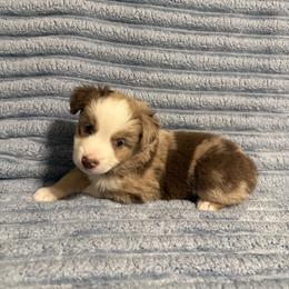 Red Merle Male 2 - Red merle male Miniature Australian Shepherd puppy in Washington, Indiana from Southern Indiana Mini Aussies