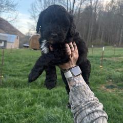 Girl 1 - Black female Double Doodle puppy in Jonesborough, Tennessee from Dry Creek Siberians