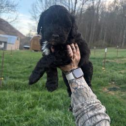 Girl 1 - Black female Double Doodle puppy in Jonesborough, Tennessee from Dry Creek Siberians