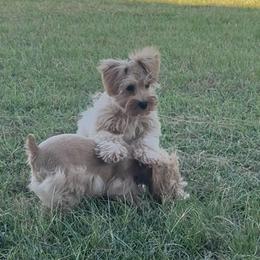 Buttercup - Wheaten female Miniature Schnauzer puppy in Groesbeck, Texas from Ranch 4M