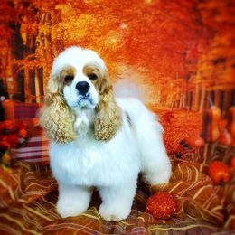 Marshall - Cocker Spaniel