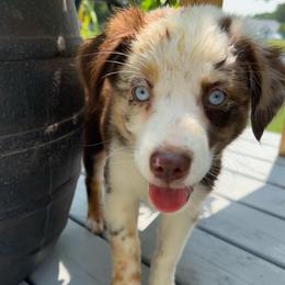 Annie - Red merle female Miniature Australian Shepherd puppy in Southport, North Carolina from Small Mini/Toy Aussies