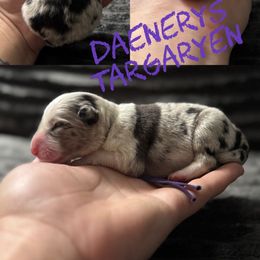Daenerys - Blue merle female Border Collie puppy in Sanger, California from Flying M Cactus Ranch Buddies