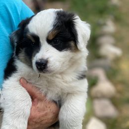 Australian Shepherd Puppies from Pine River Australian Shepherds