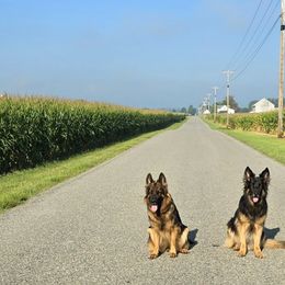 German Shepherds from Mächtiger Barkerheim