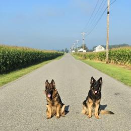 German Shepherds from Mächtiger Barkerheim