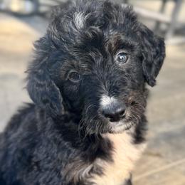 Sophie Boy 4 - Black and white male Bernedoodle puppy in Russiaville, Indiana from Pleasant Creek Minibernedoodles