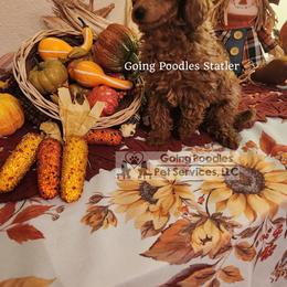 Statler - Red  male Poodle puppy in Pueblo West, Colorado from Little Paws Poodles