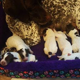 German Shorthaired Pointer Puppies from Siegervale German Shorthaired Pointers
