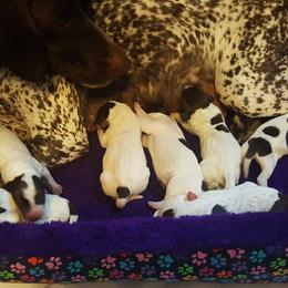 German Shorthaired Pointer Puppies from Siegervale German Shorthaired Pointers