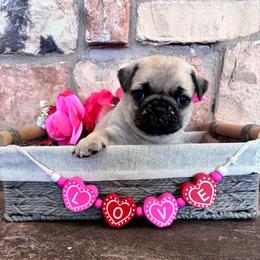 White collar - Fawn female Pug puppy in Tucson, Arizona from Furever Friends