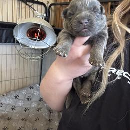 Ocean - Blue male German Shepherd puppy in Watervliet, Michigan from M&M Shepherd Farms