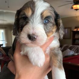 Koa - Merle male Bernedoodle puppy in Yuba City, California from Ranch House Doodles